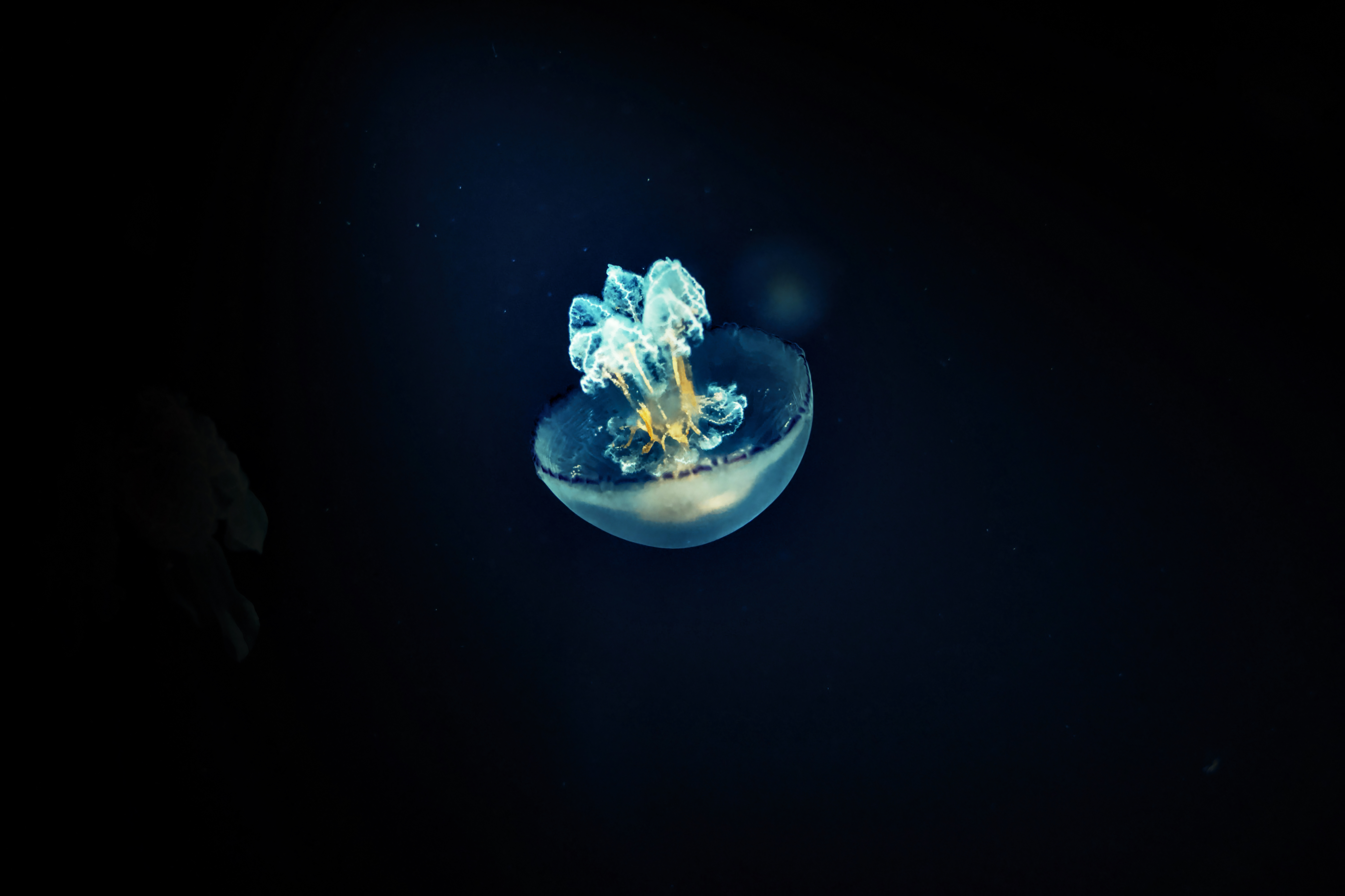 Animaux Meduse 01