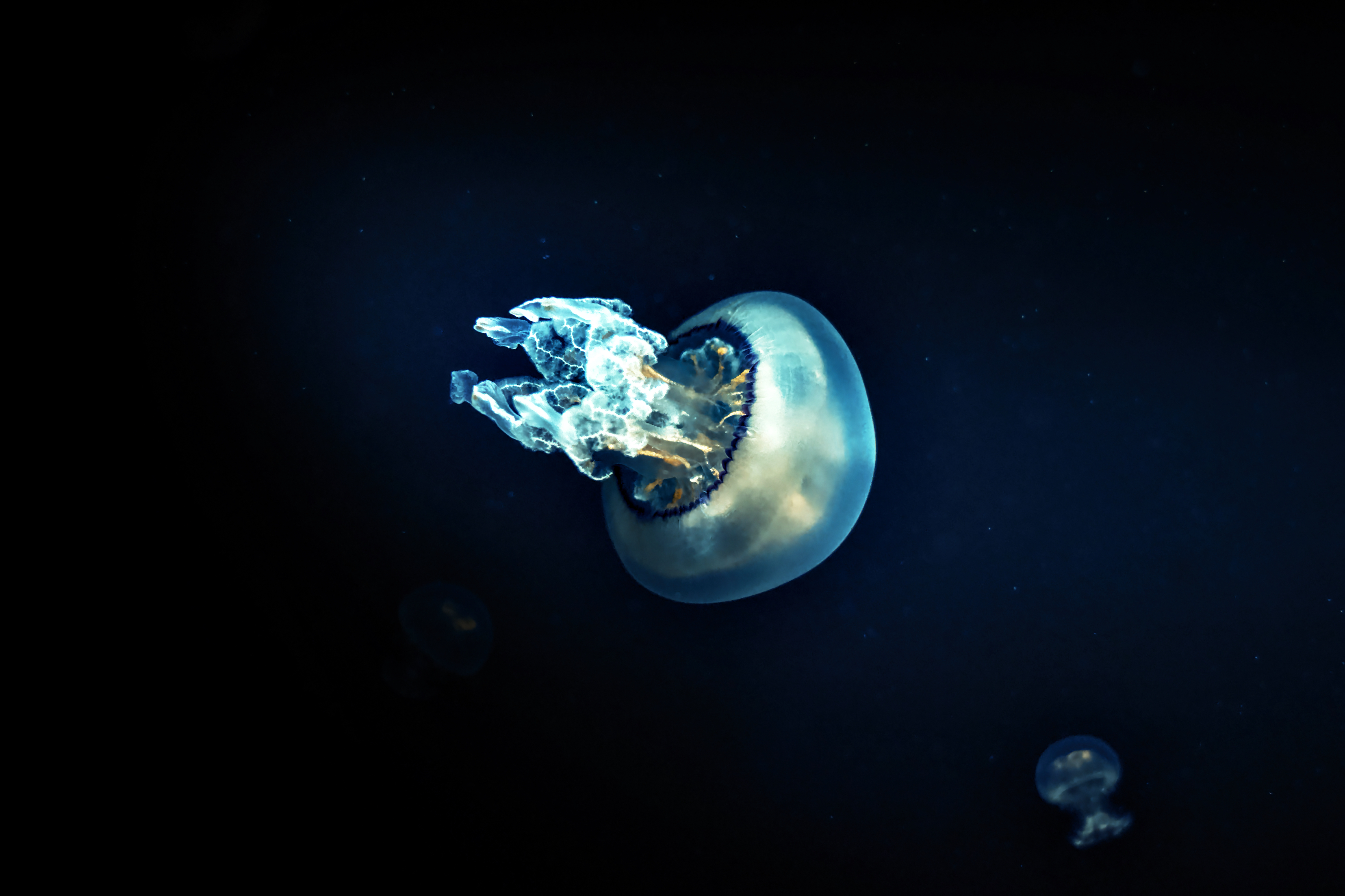 Animaux Meduse 02