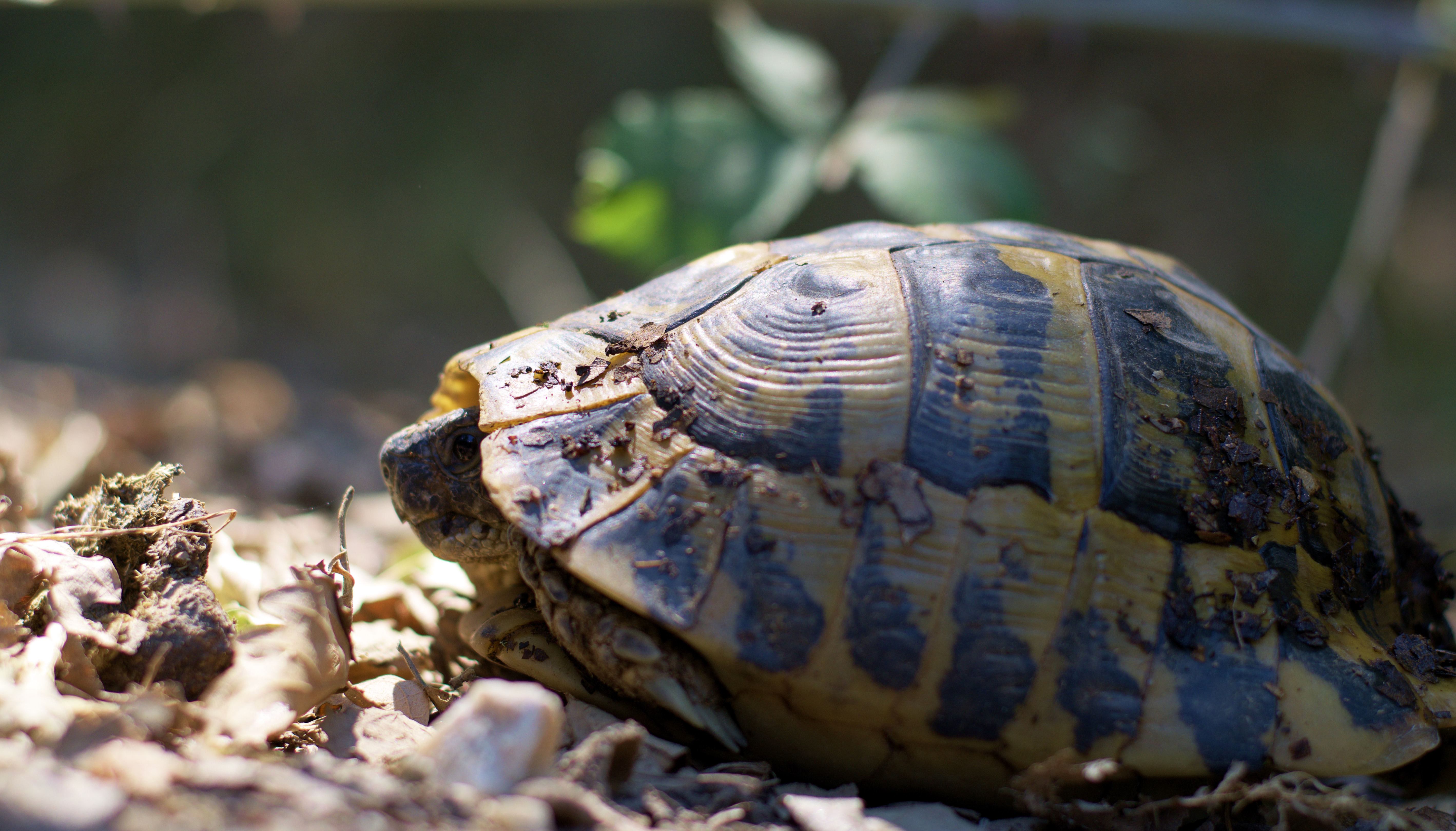 Animaux Tortue